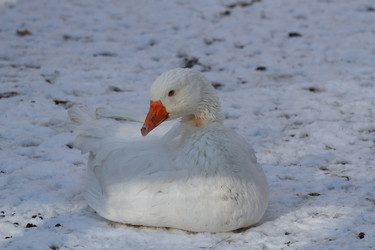 Similar image 21976493