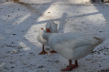 Similar image 21976494