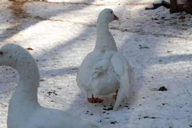 Similar image 21976495