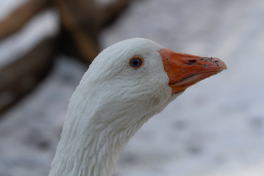 Similar image 21976498