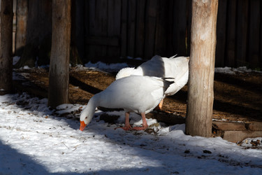 Similar image 21976499