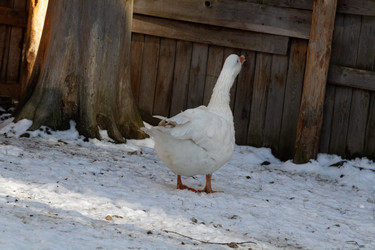 Similar image 21976500