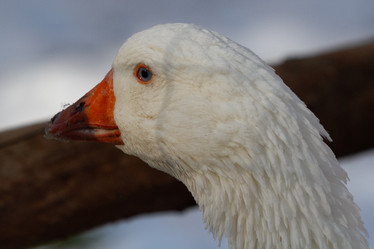 Similar image 21976502