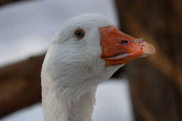 Similar image 21976503