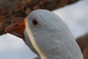 Similar image 21976504