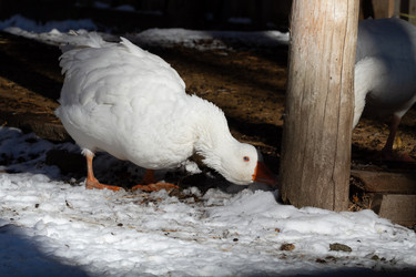 Similar image 21976505