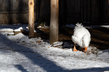 Similar image 21976506