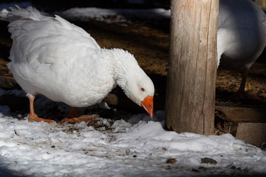 Similar image 21976507