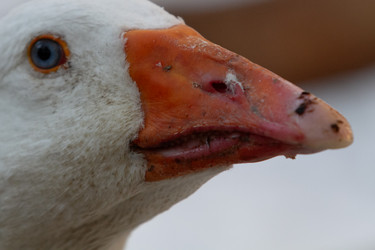 Similar image 21976510