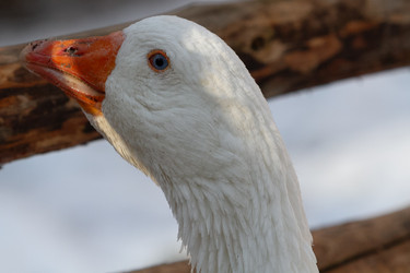 Similar image 21976511