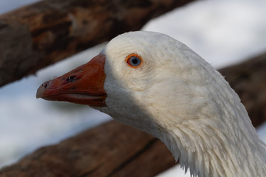 Similar image 21976512