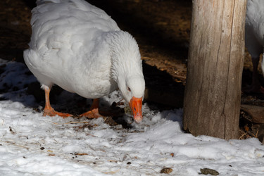 Similar image 21976513