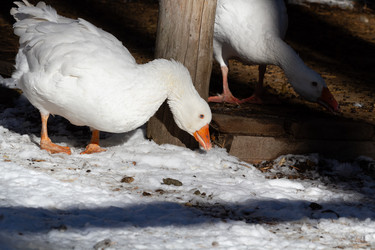 Similar image 21976514