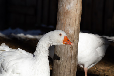 Similar image 21976251