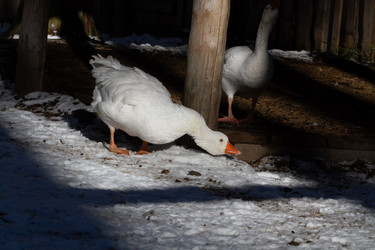 Similar image 21976252