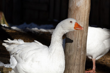 Similar image 21976254