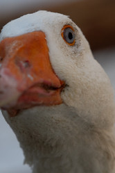 Similar image 21976255