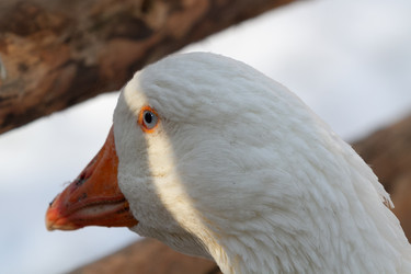 Similar image 21976256