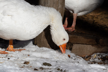 Similar image 21976257