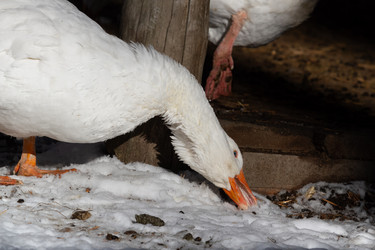 Similar image 21976515