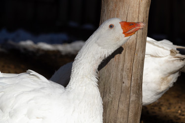 Similar image 21976516