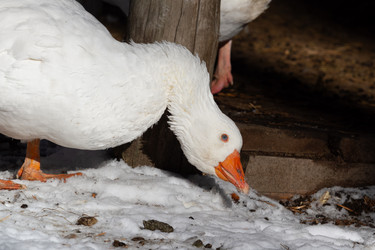 Similar image 21976517