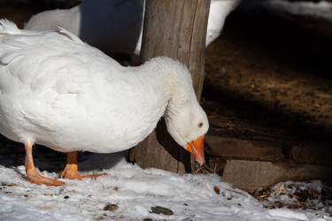 Similar image 21976518