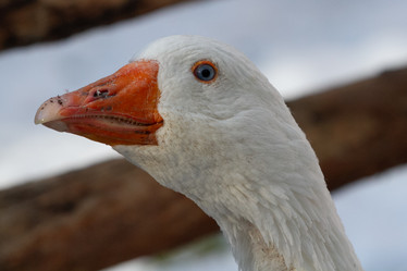 Similar image 21976519