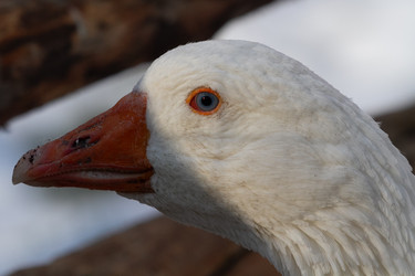 Similar image 21976520