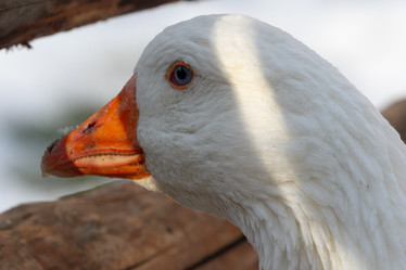 Similar image 21976521