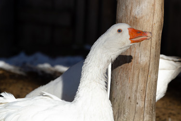 Similar image 21976522