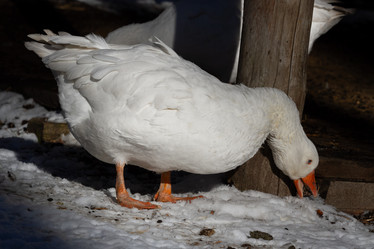 Similar image 21976523