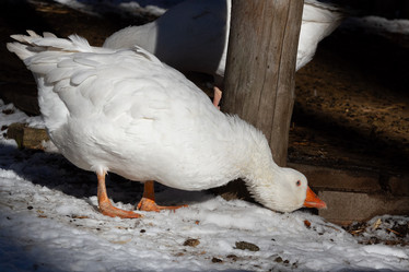 Similar image 21976524