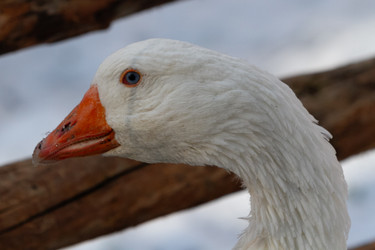 Similar image 21976525