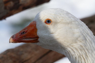 Similar image 21976526