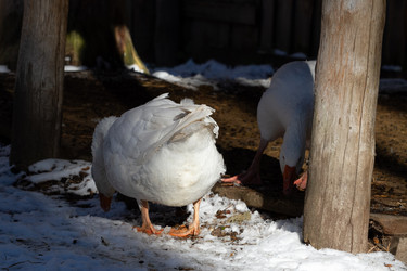 Similar image 21976527