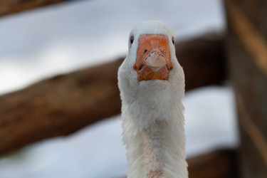 Similar image 21976528