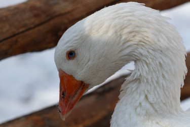 Similar image 21976529