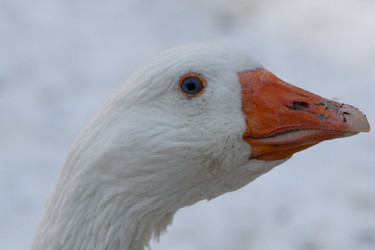 Similar image 21976530