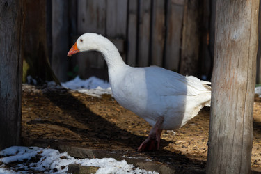 Similar image 21976531