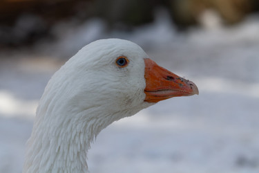 Similar image 21976532