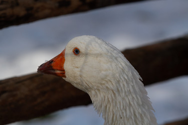 Similar image 21976533