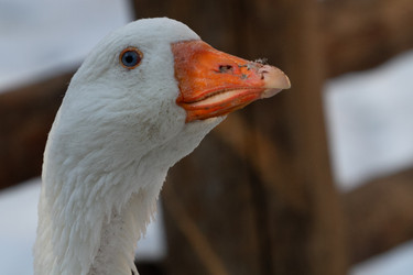 Similar image 21976534