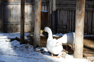 Similar image 21976536