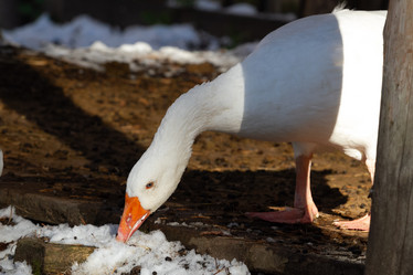 Similar image 21976537