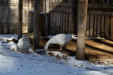 Similar image 21976542