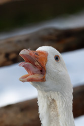 Similar image 21976543