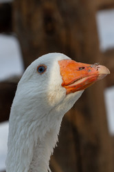 Similar image 21976544