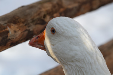 Similar image 21976545