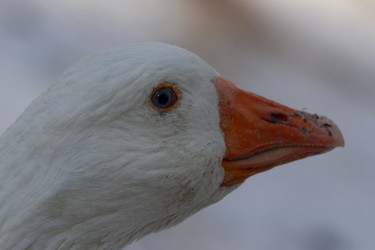 Similar image 21976546